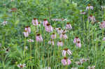 Wavyleaf purple coneflower